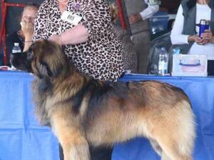 Father of pups