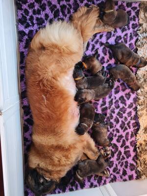 Maiya and pups Apr 2022