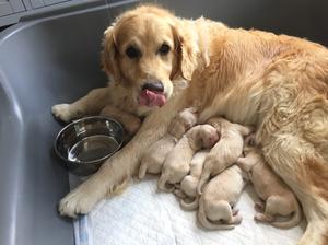 Mum & New Born Pups