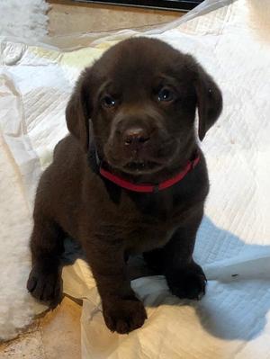 5 week on boy