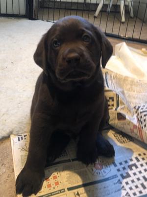 5 week old boy