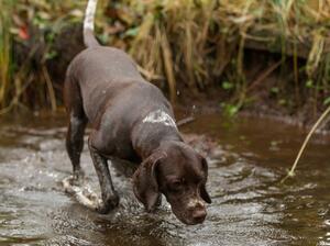 Young dog 'H'