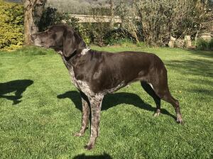 Hazel (dam)