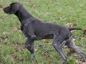 Pringel (sire)
