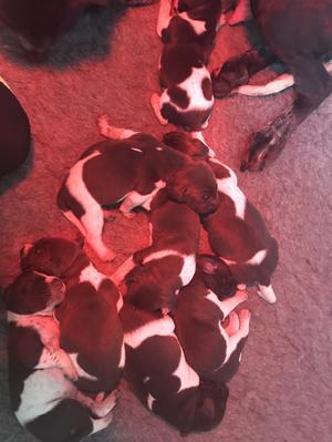 Puppies