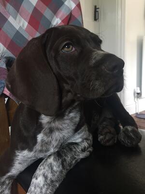 Pup 'H'