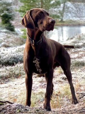 Sire Dexter