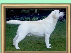 Sire - Sh Ch Rocheby Hornblower