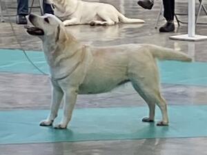 Dec 2021 MCLRC championship Show 2nd in