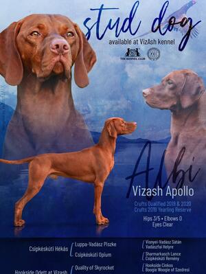 Vizash Apollo