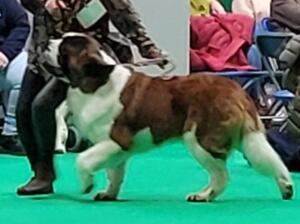 LImit bitch class Crufts 24