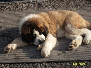 One of Ozzy's first sons aged 10 weeks