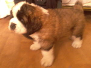brother Bailey 6 wks 23lb