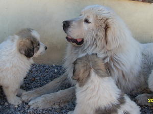 Bowzer and kids