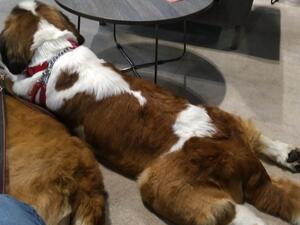 Splooting at Cruft 2023
