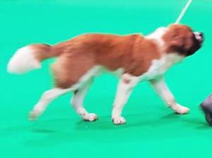 Showing as a puppy at Crufts