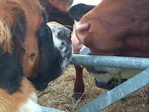 Making Friends