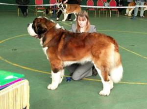 breed club show