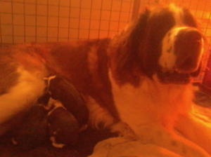 Her one lovely litter