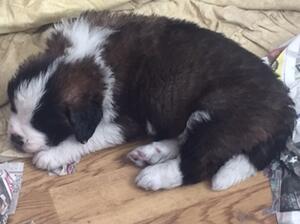 4 weeks