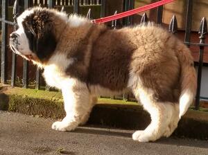 15 weeks old