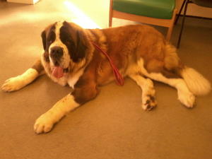 12 months old, 84kg,, in for hipscoring