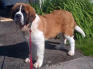 Bardot at 4 Months