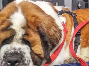 Dog-Tired!