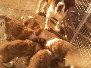 mum and pups 7 wks old