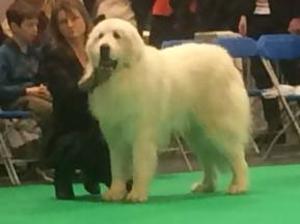 10th Birthday at Crufts!