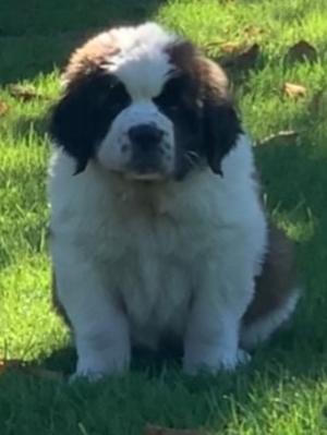 Mirabel 8 weeks