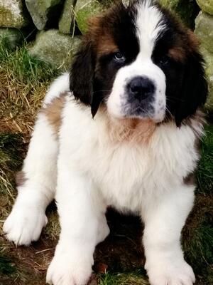8 Weeks