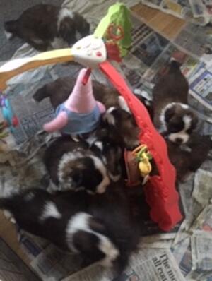 Pups 4 weeks
