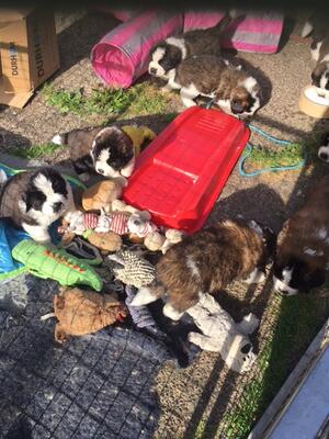 FIVE WEEKS OLD