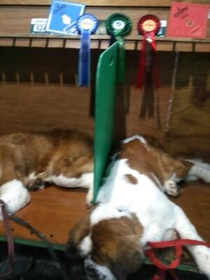 'Dog Tired' Crufts 2023