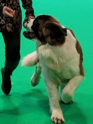 LImit bitch class Crufts 24