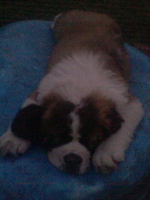 Bunter 10 weeks