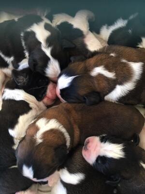 Blixen babies 3 days