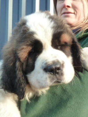 9 weeks old