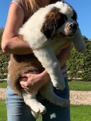 Mirabel at 8 weeks