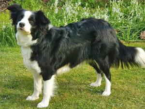 Lana - April 2022 Qualifying for Crufts
