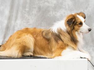 Otto aged 2yrs