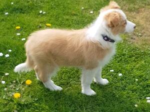 Pippa aged 11 weeks old
