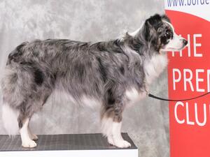 Tarka 20 months old