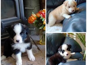 Five weeks old