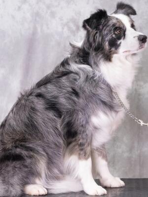 Tarka 20 months old