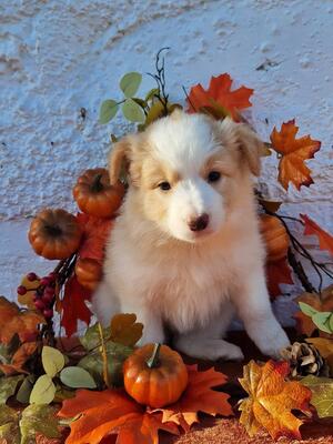 Gold & White Girl at 6wks old