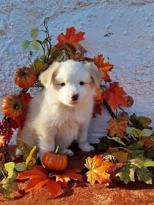 Gold & White Boy at 6wks old