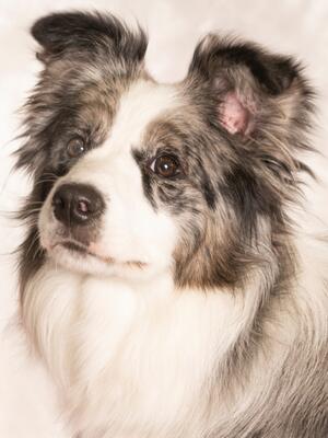 Tarka 8 months old
