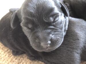 One of the pups